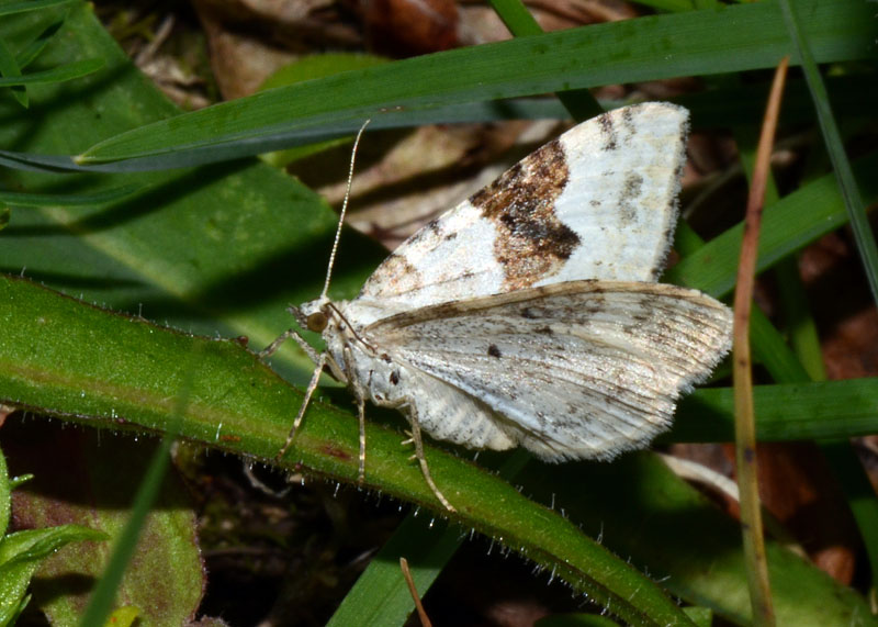 Geometridae Xanthorhoe montanata ?